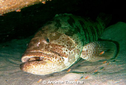 A really big grouper i found lying under a wooden wreck. ... by Annette Thomasz 